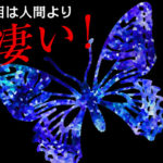 四原色の目を持つ蝶の視覚とは何が見えている？ 花と世界の見え方が変わる！