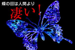 四原色の目を持つ蝶の視覚とは何が見えている？ 花と世界の見え方が変わる！